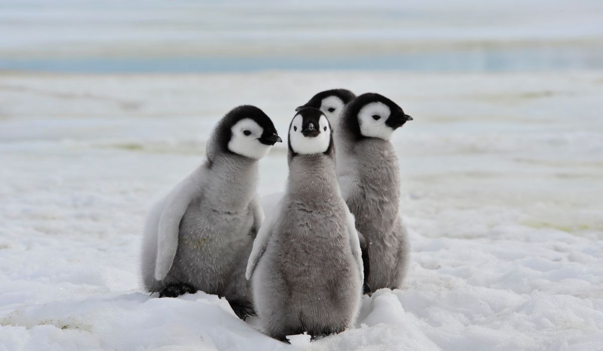 Spotting Penguin chicks during cruise